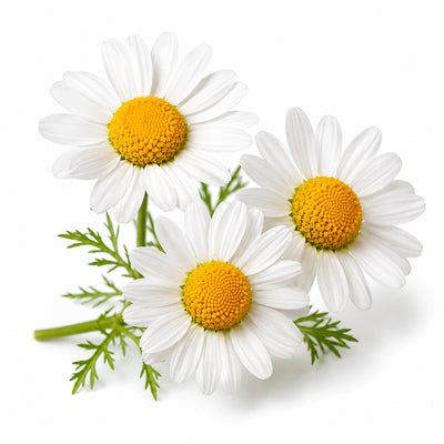 Chamomile Extract