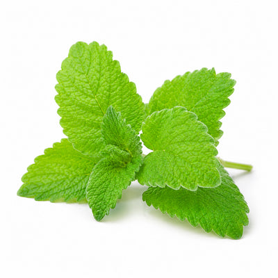 Lemon Balm Extract