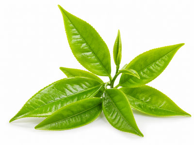 L-Theanine