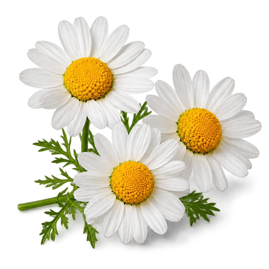 Chamomile Extract