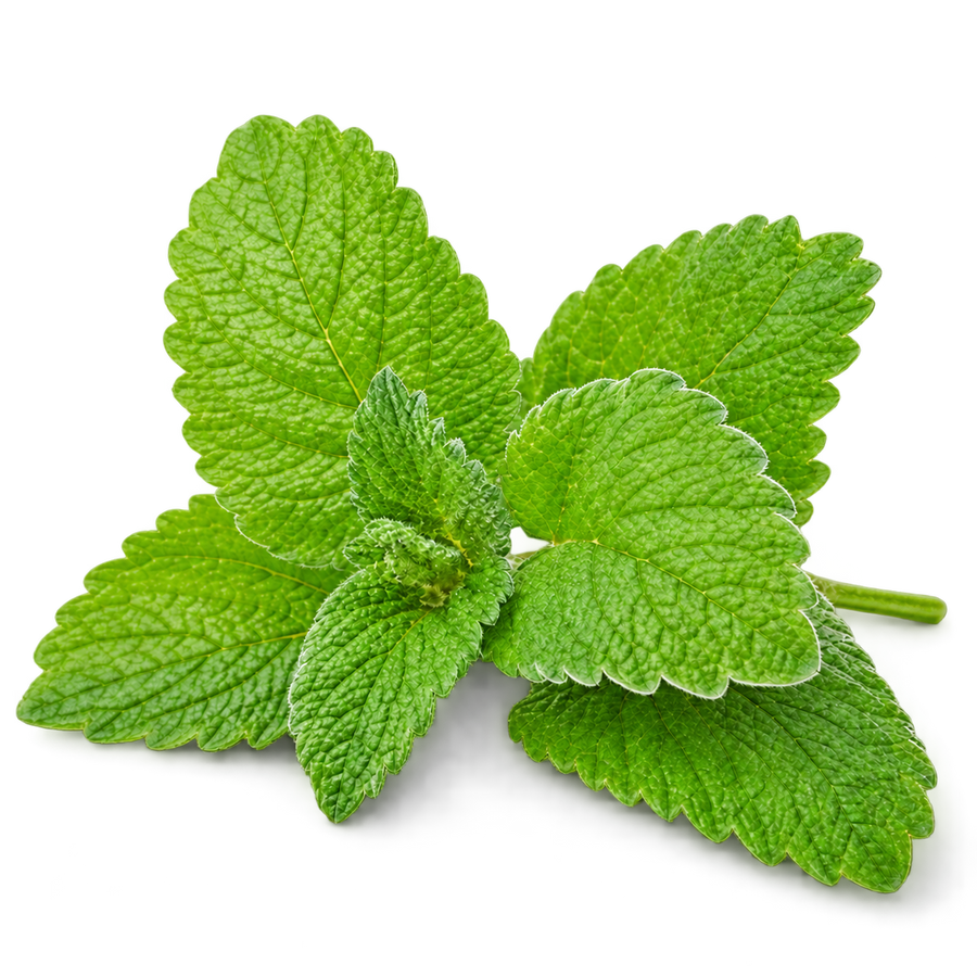 Lemon Balm