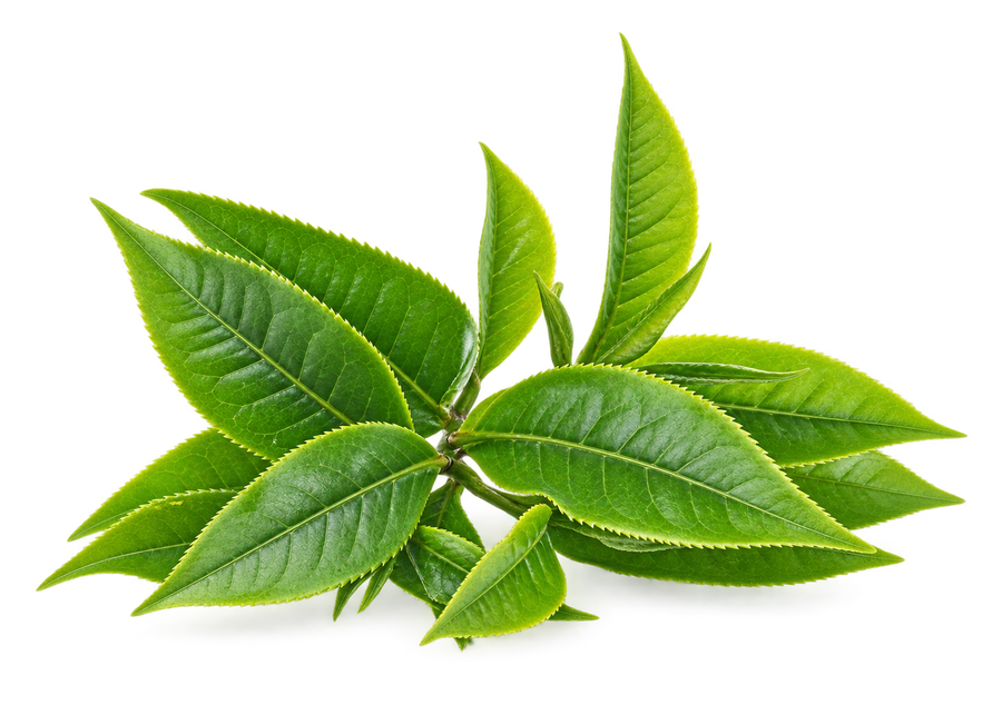 L-Theanine